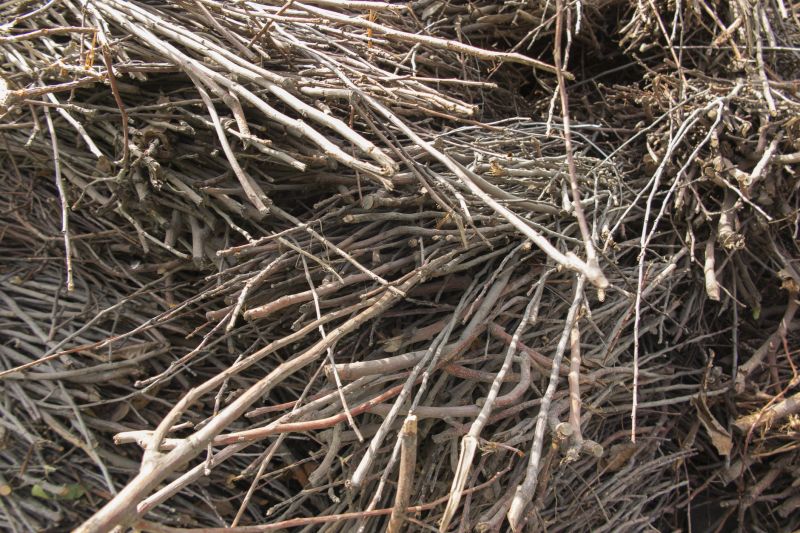 Brush Cleanup Service in Honolulu, HI