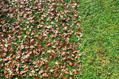 Fall Lawn Cleanup Service in Honolulu, HI