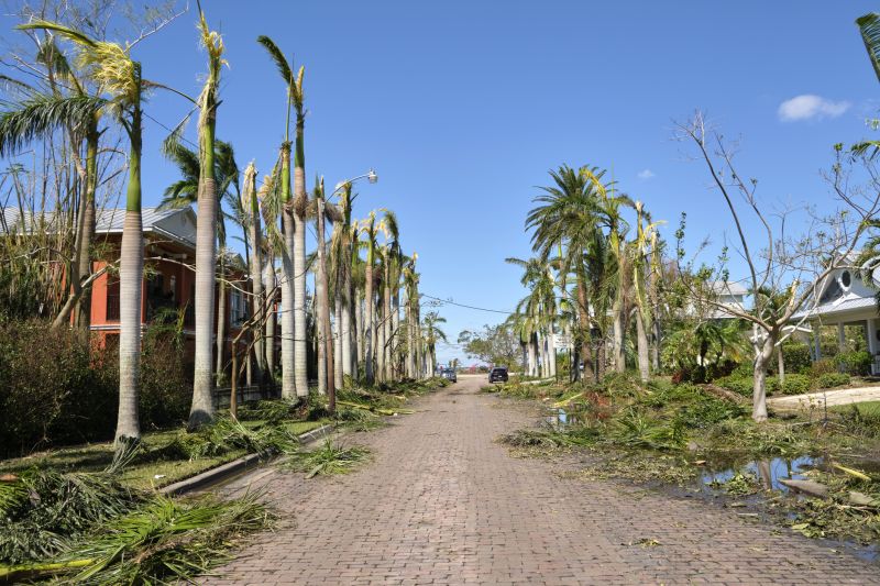 Fallen Branch Removal in Honolulu, HI