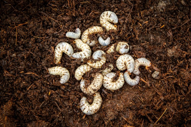 Grub Control in Honolulu, HI
