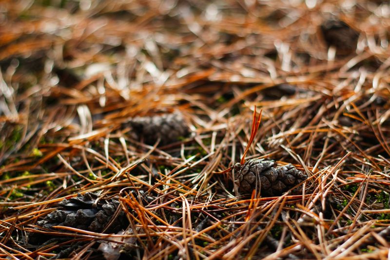 Pine Straw Raking in Honolulu, HI