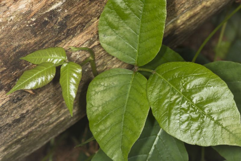 Poison Ivy Removal in Lancaster, PA