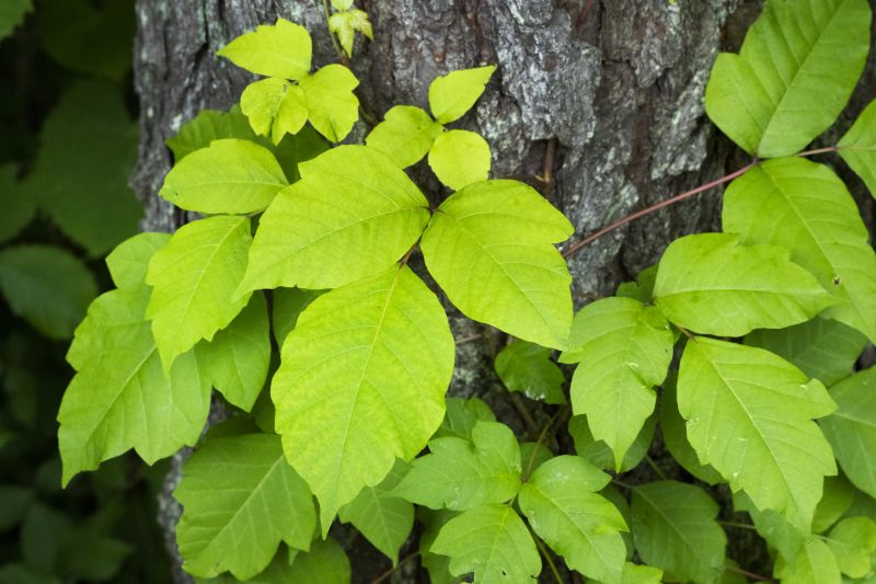 Poison Ivy Removal in Delaware County, PA