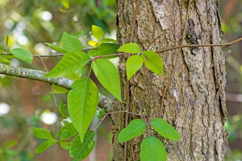 Poison Oak Removal in Bucks County, PA