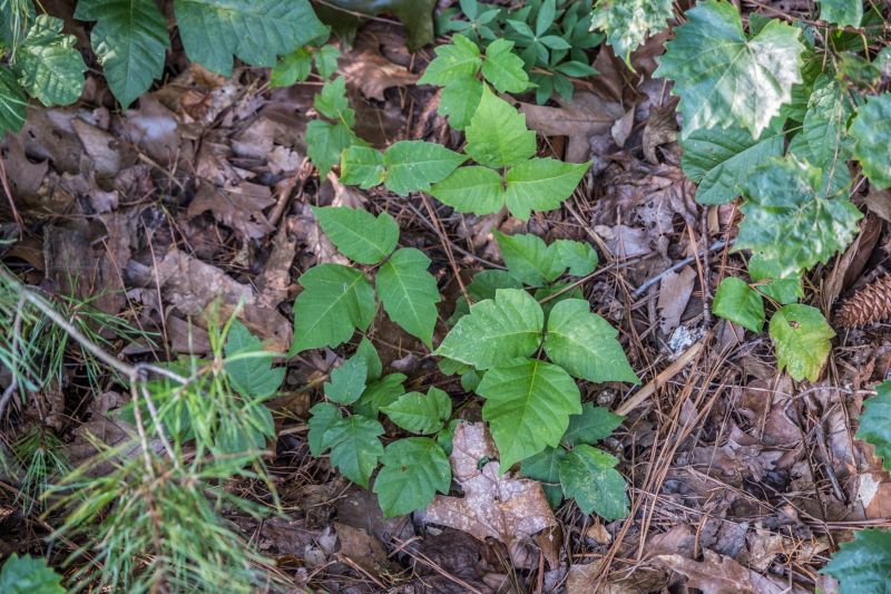 Poison Oak Removal in Pottstown, PA