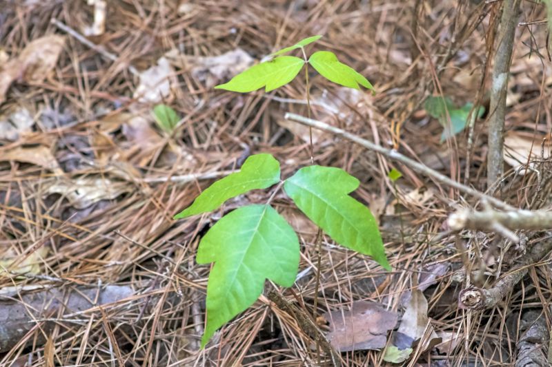 Poison Oak Removal in Lancaster, PA