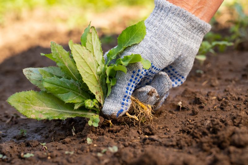Weeding Service in Honolulu, HI